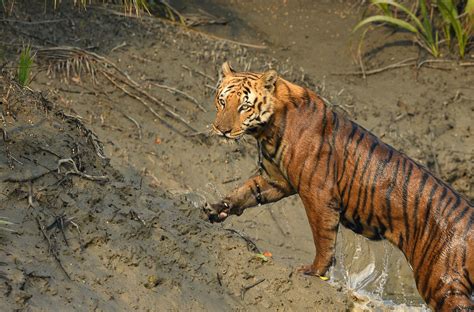 Exploring the Sundarbans