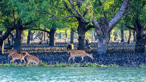 Sundarbans Mangrove Forest